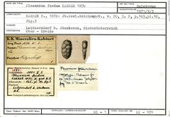 Karteikarte zum Holotyp von Plecanium foedum Karrer, 1870